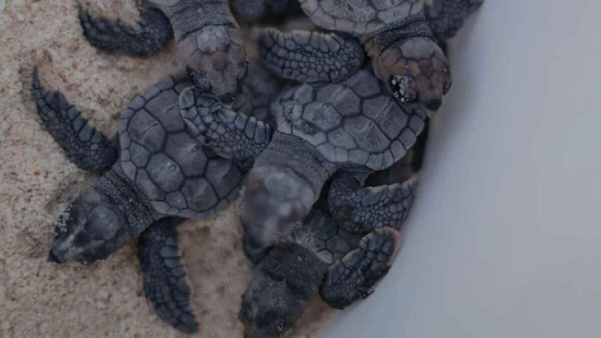 Priorizan la anidación de tortugas.