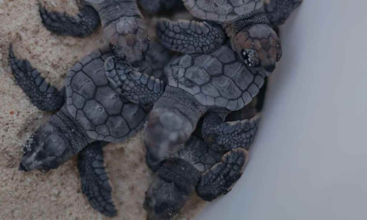 Priorizan la anidación de tortugas.