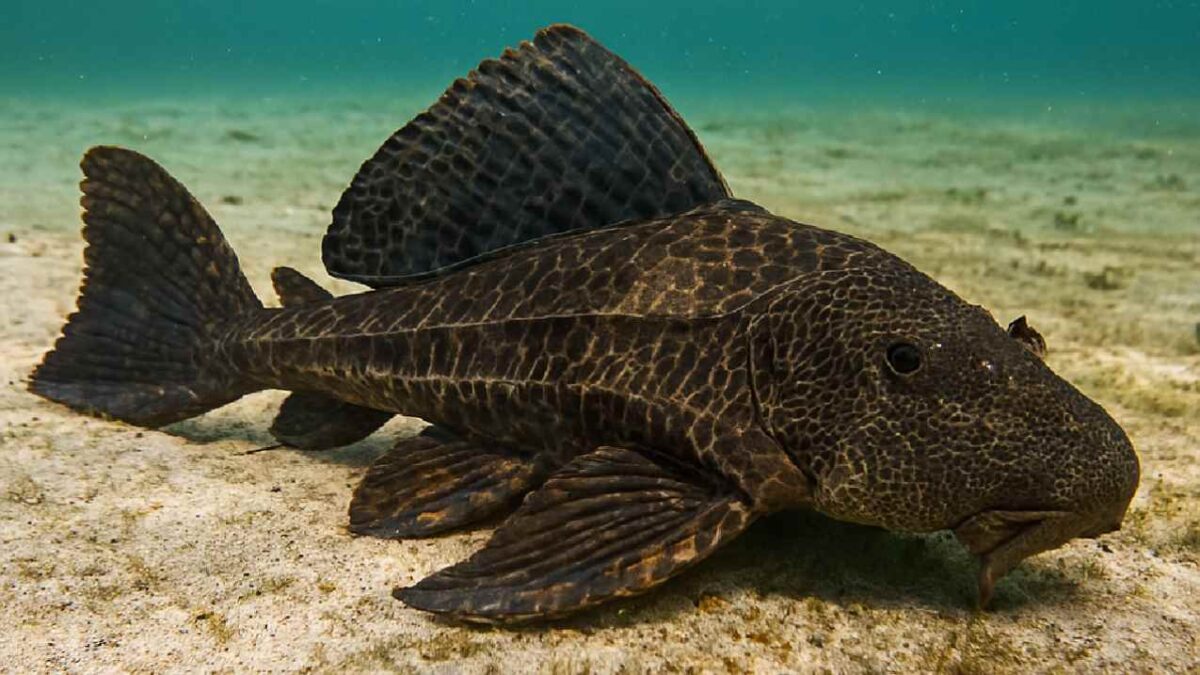 El pez diablo avanza.