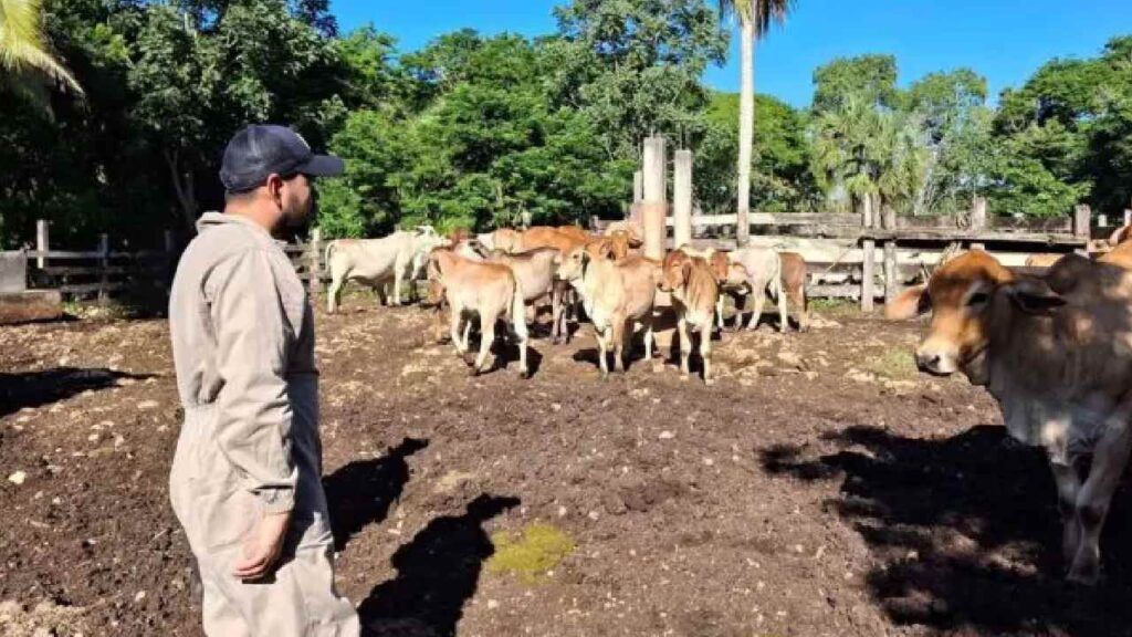 Gusano barrenador en Lázaro Cárdenas.