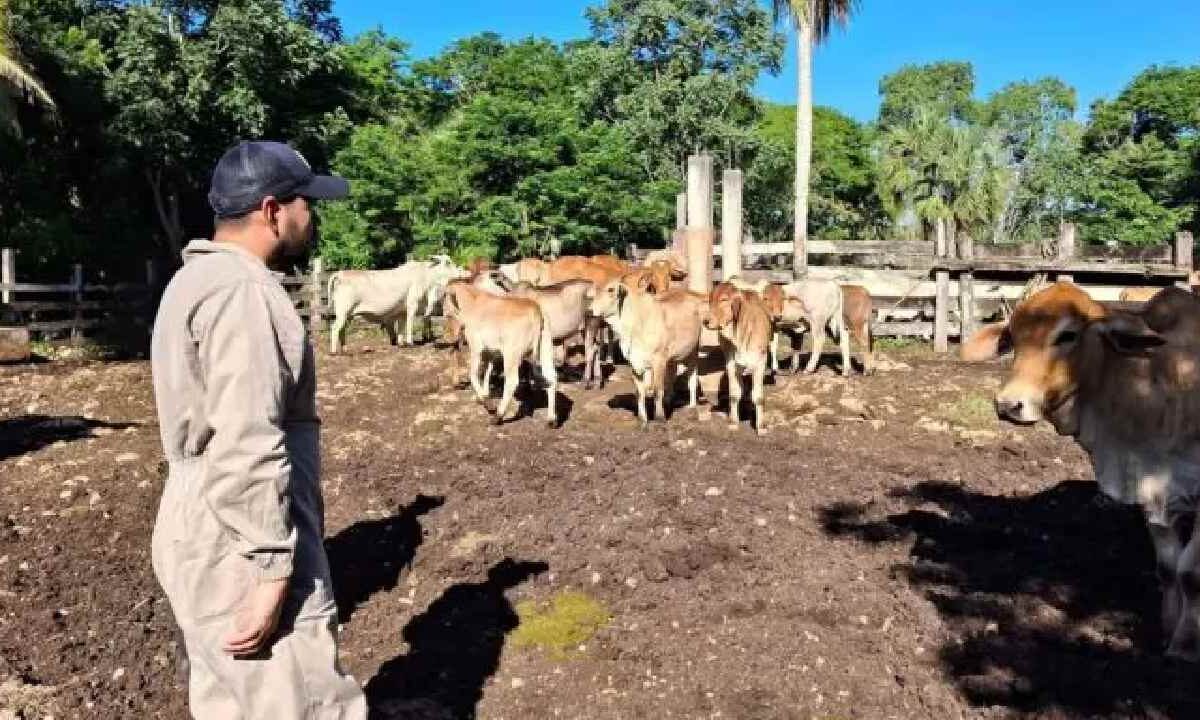 Gusano barrenador en Lázaro Cárdenas.