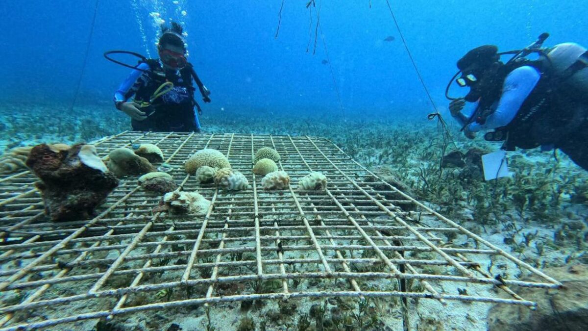 Arrecife artificial en Cozumel.