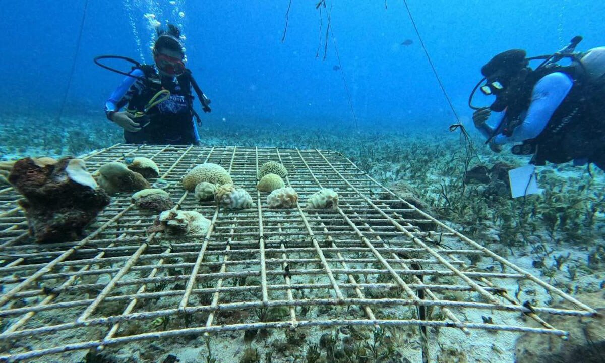 Arrecife artificial en Cozumel.