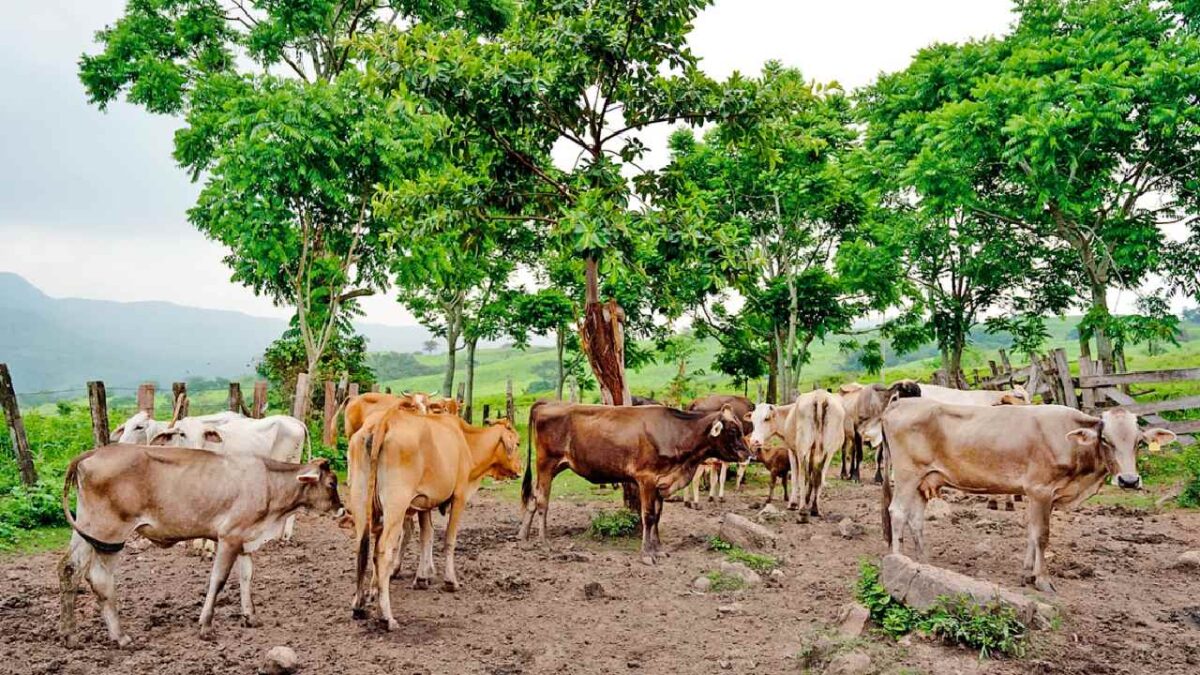 Vigilancia en Q. Roo por casos de gusano barrenador.