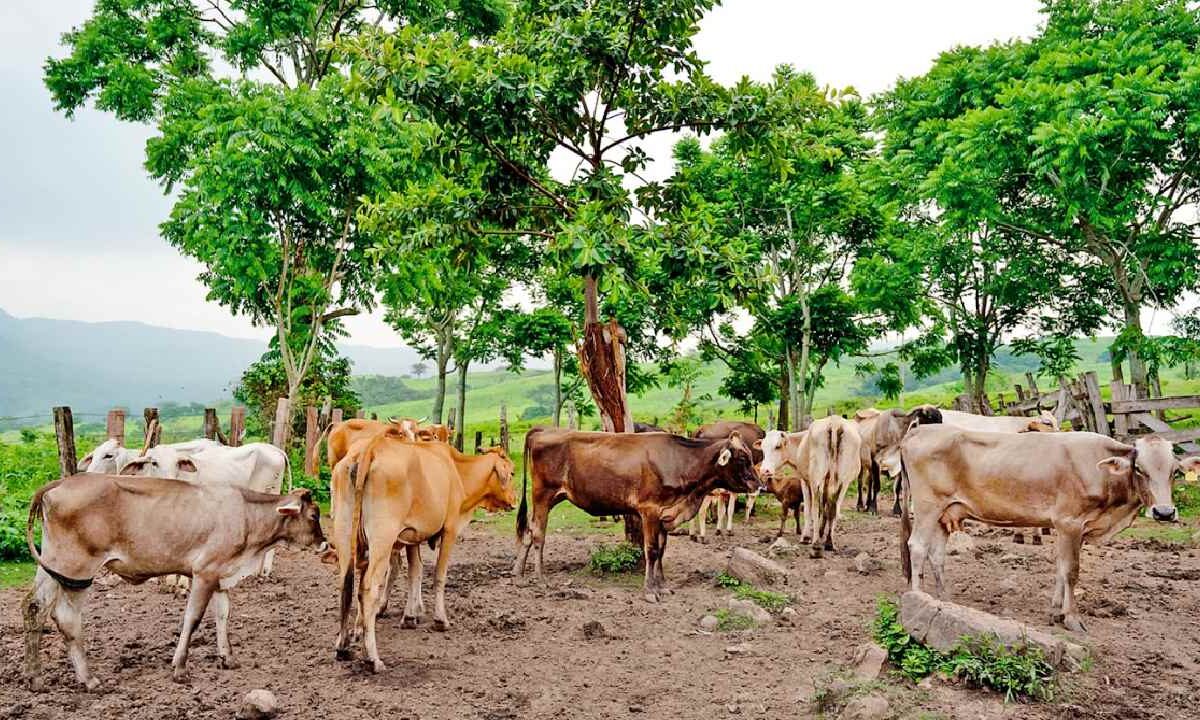 Vigilancia en Q. Roo por casos de gusano barrenador.