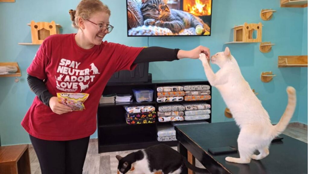 Cat Café Cozumel.