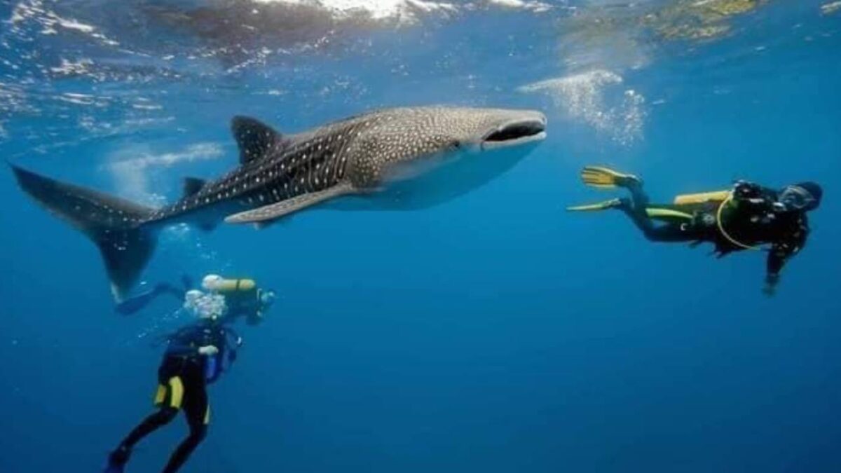 Avistamiento del tiburón ballena en Quintana Roo.