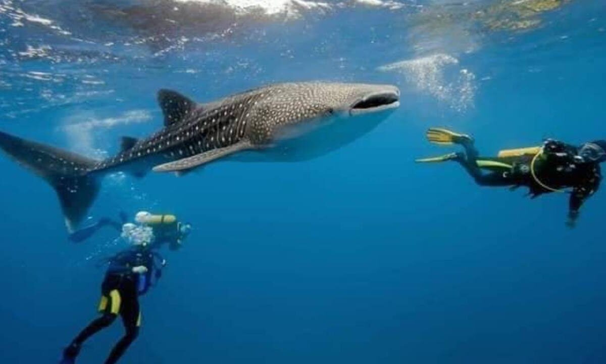 Avistamiento del tiburón ballena en Quintana Roo.