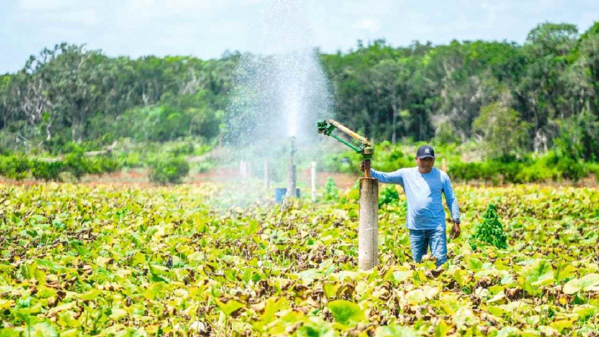 Cocineros del estado buscan promover el consumo local.