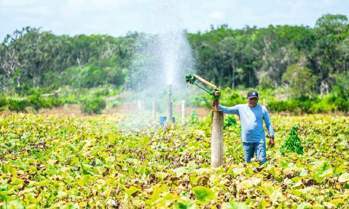 Cocineros del estado buscan promover el consumo local.