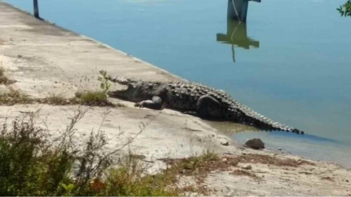 Cocodrilos huyen de la Laguna Nichupté.