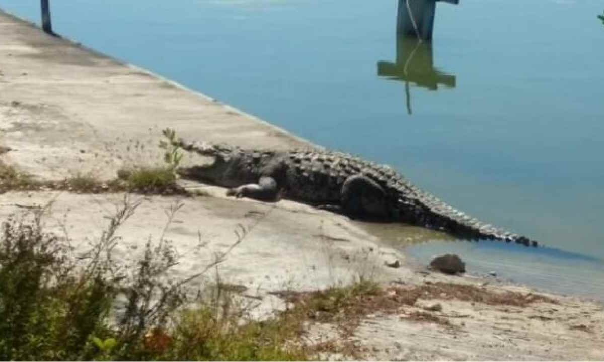 Cocodrilos huyen de la Laguna Nichupté.