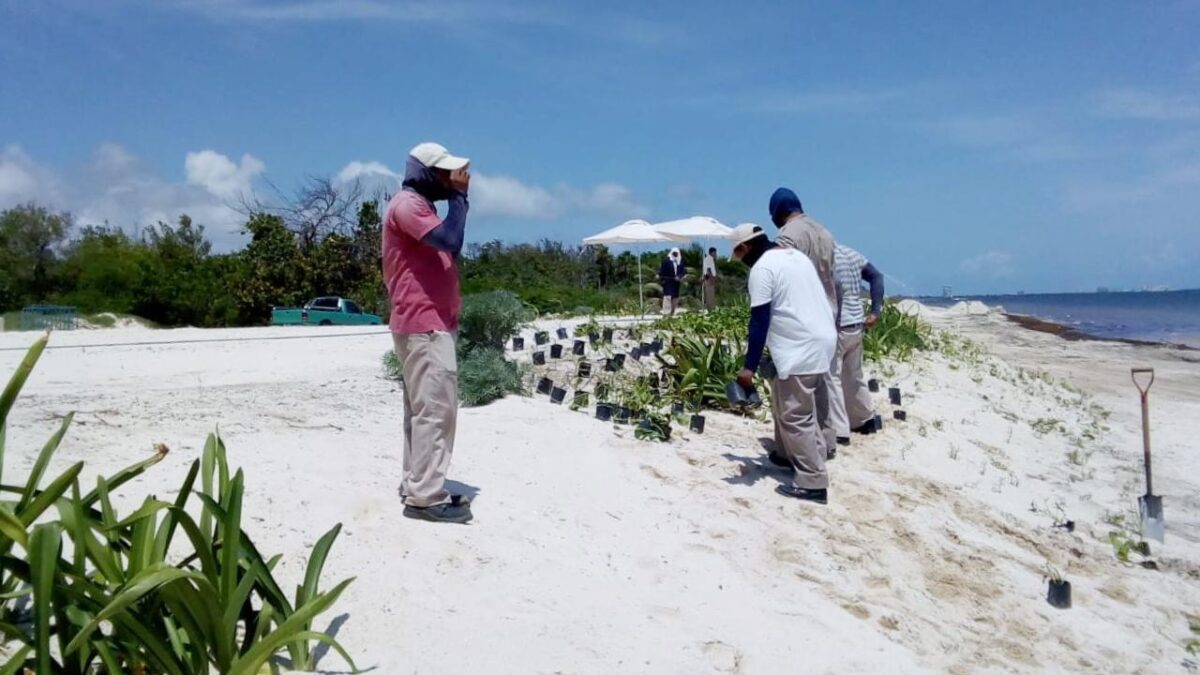 Restauración de dunas costeras en Quintana Roo.