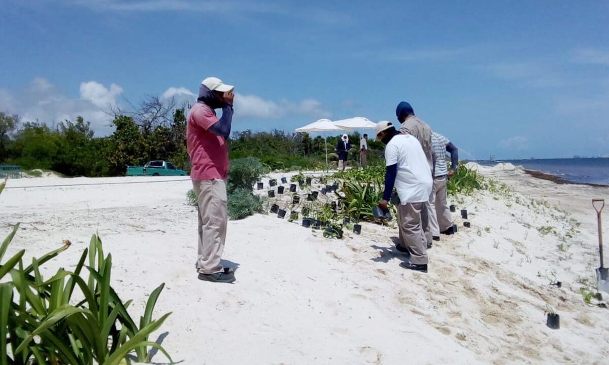 Restauración de dunas costeras en Quintana Roo.