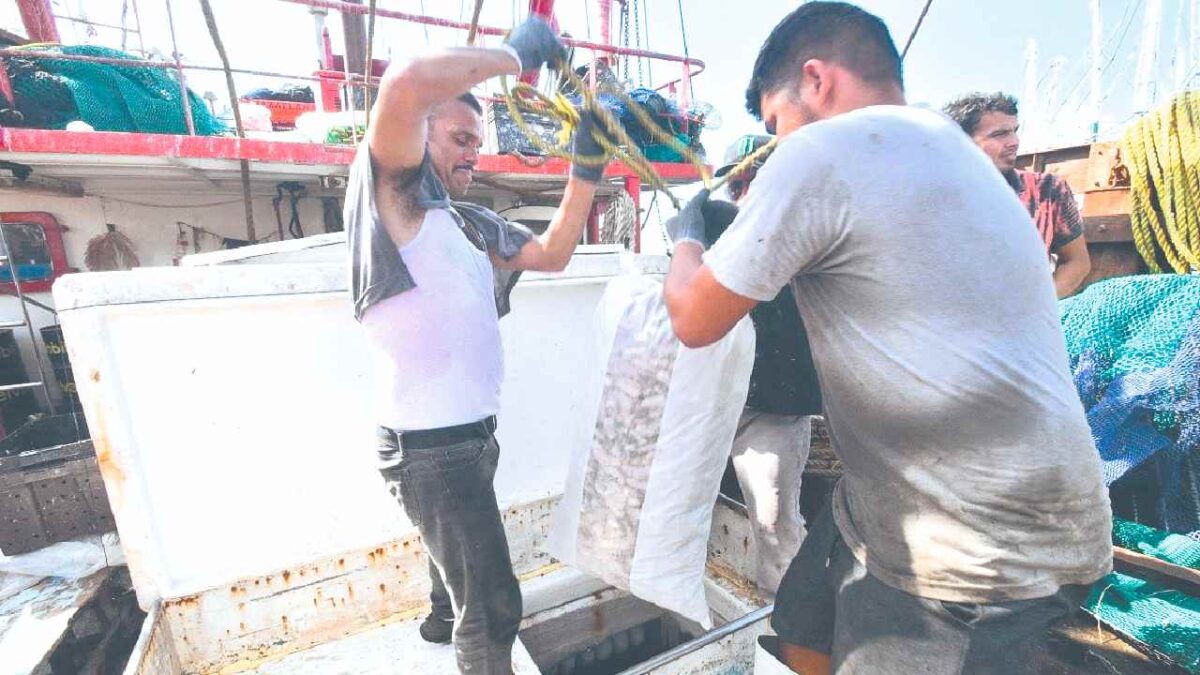 Amplían veda para captura de camarón.