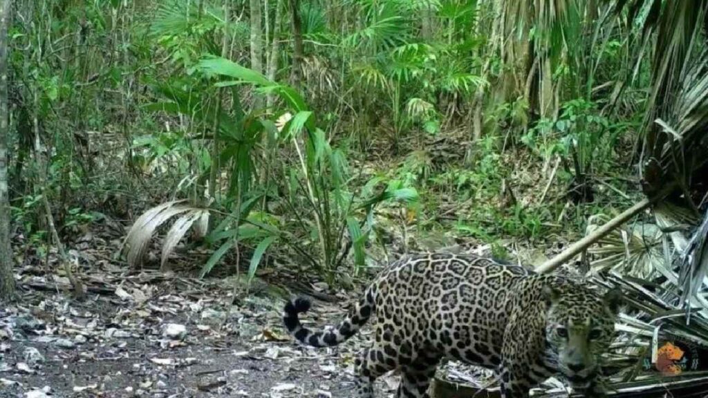 Protección del jaguar.