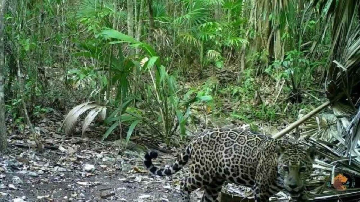 Protección del jaguar.