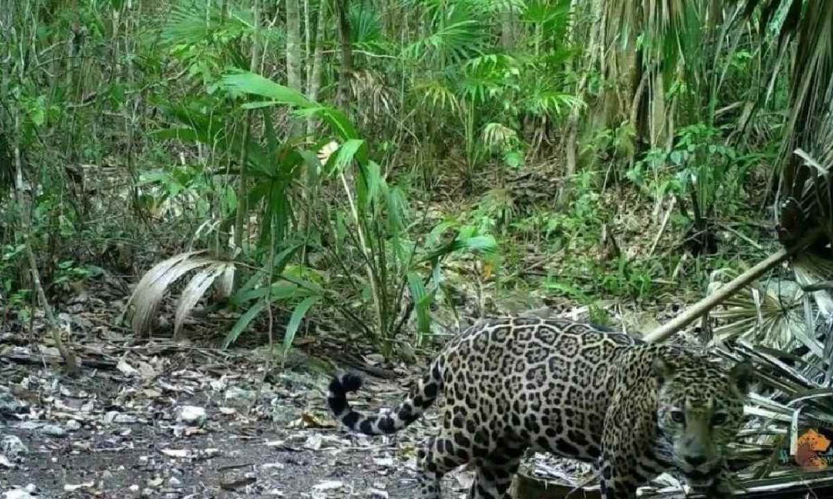 Protección del jaguar.