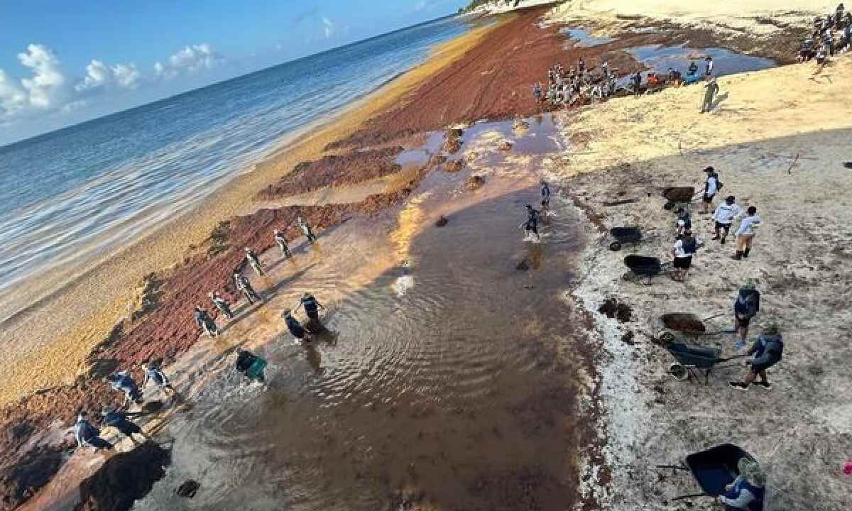 Limpia de sargazo.