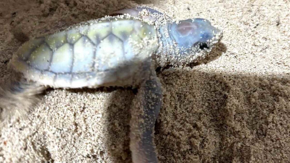 Nace en Cozumel tortuga albina.