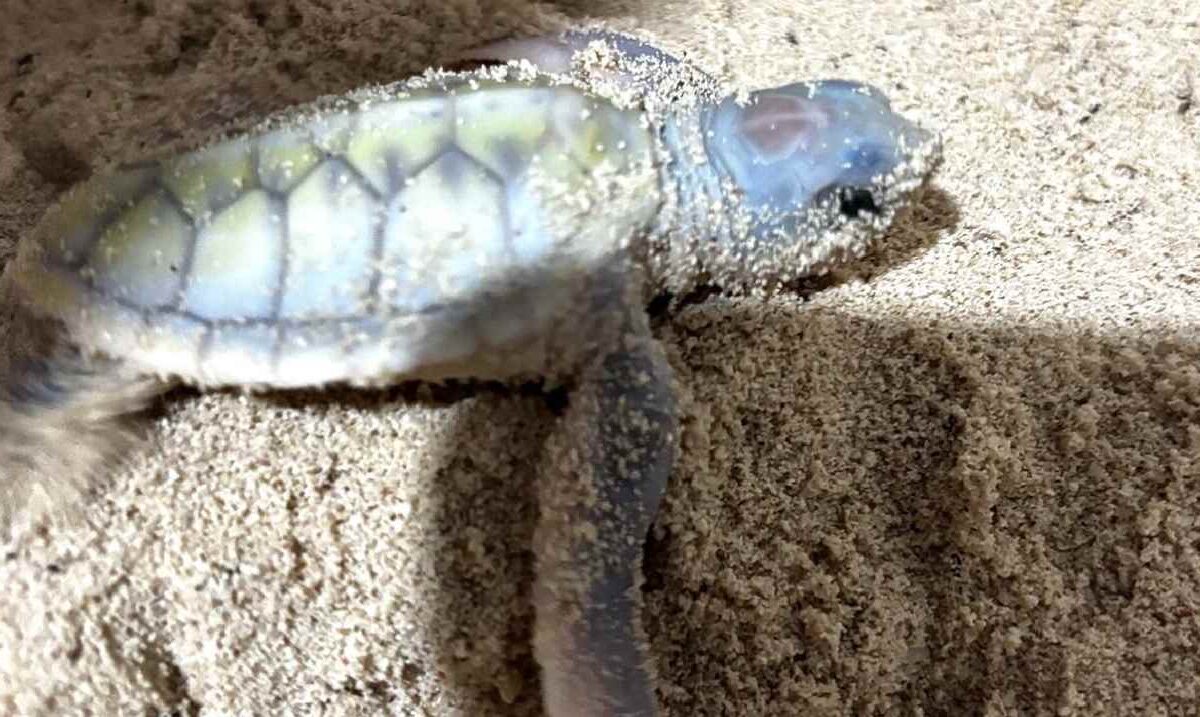 Nace en Cozumel tortuga albina.