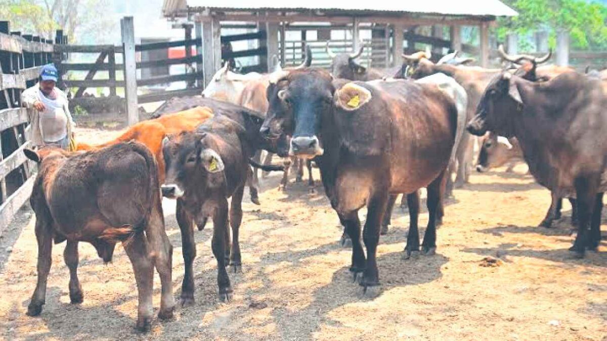Posponen llegada de antídoto contra gusano barrenador.