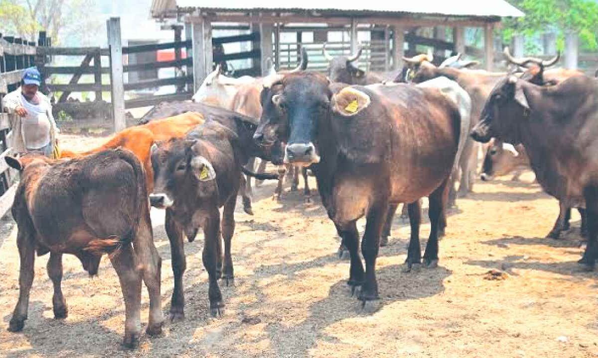 Posponen llegada de antídoto contra gusano barrenador.