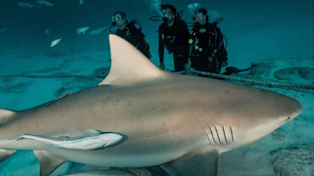 Quintana Roo adopta al tiburón toro.