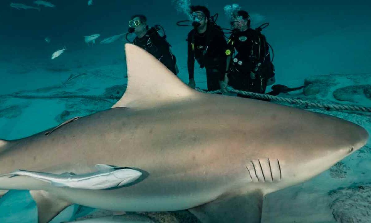 Quintana Roo adopta al tiburón toro.