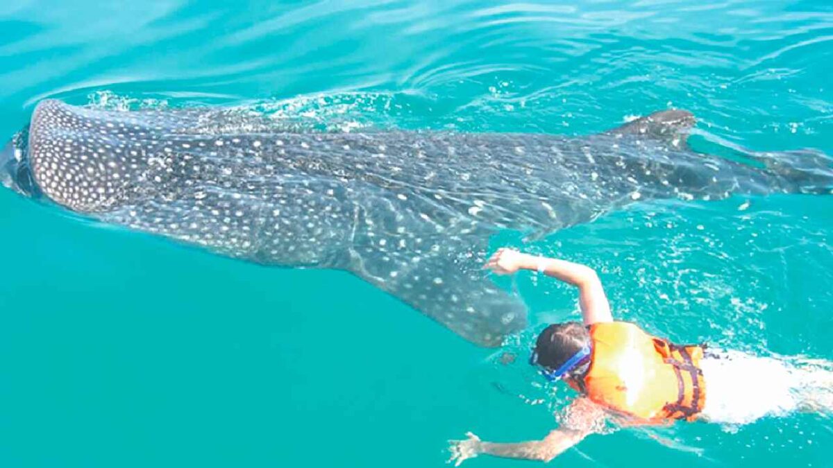 Avistamiento del tiburón ballena.