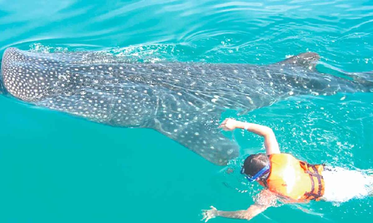 Avistamiento del tiburón ballena.