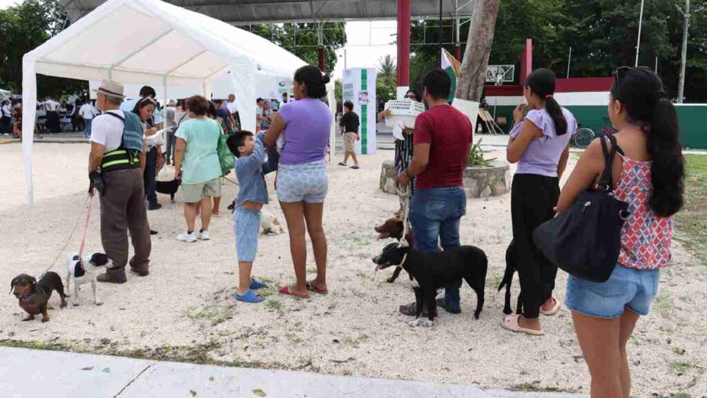Campaña antirrábica en Puerto Morelos.