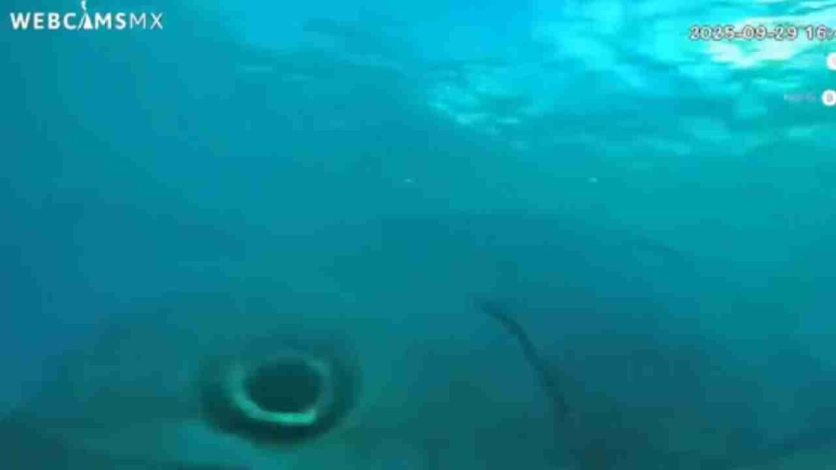 Cozumel tiene cámara subacuática.