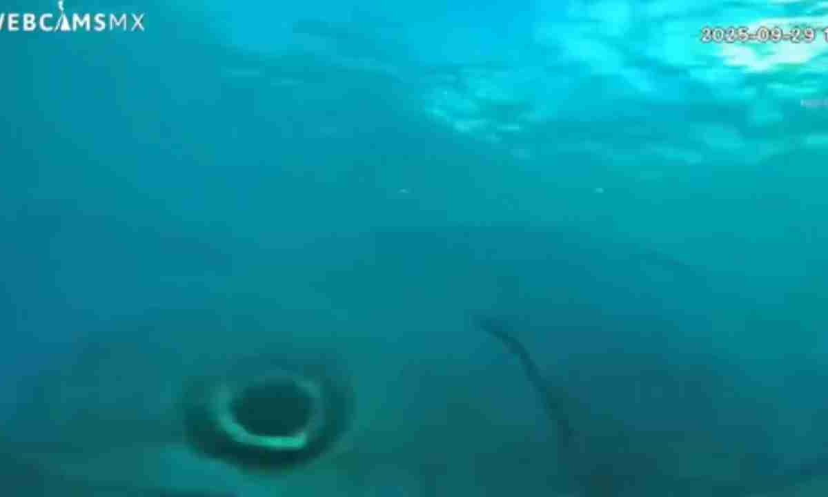 Cozumel tiene cámara subacuática.