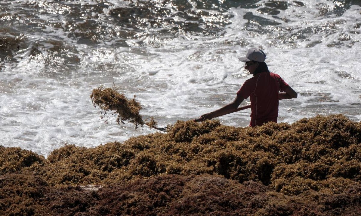 Sargazo en Cancún