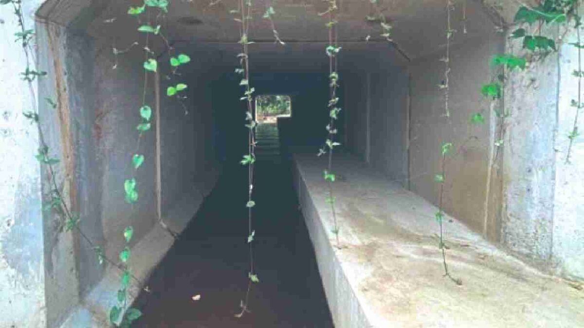 Sin terminar los pasos de fauna del tren.