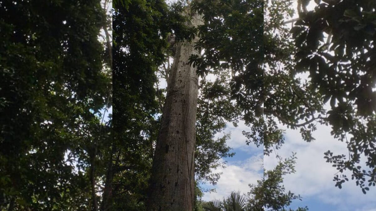 Árbol de ceiba