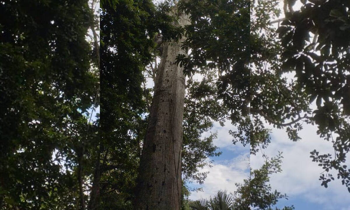 Árbol de ceiba