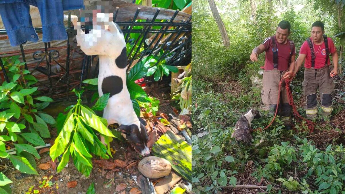 Bomberos de Cancún rescatan dos canes.