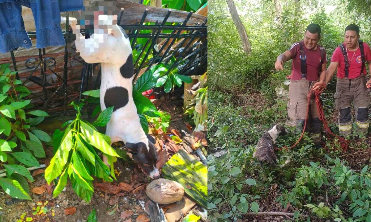 Bomberos de Cancún rescatan dos canes.