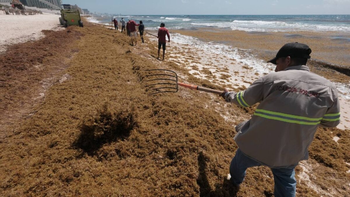 Sargazo en Quintana Roo.