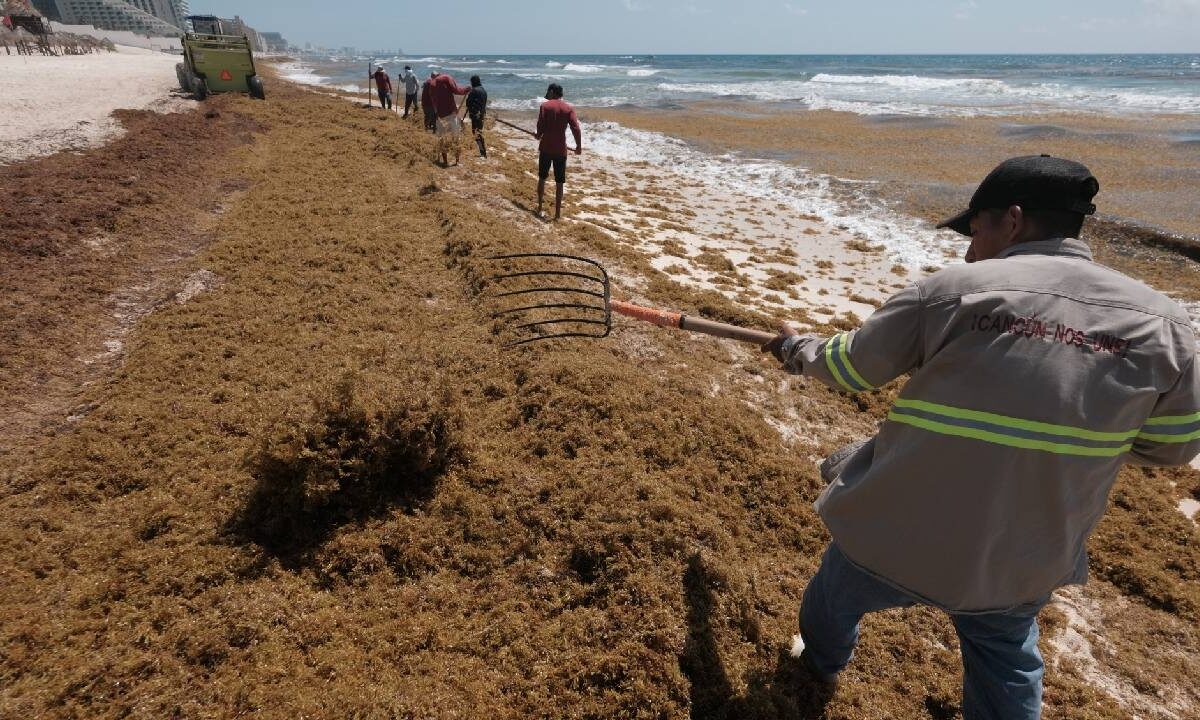 Sargazo en Quintana Roo.