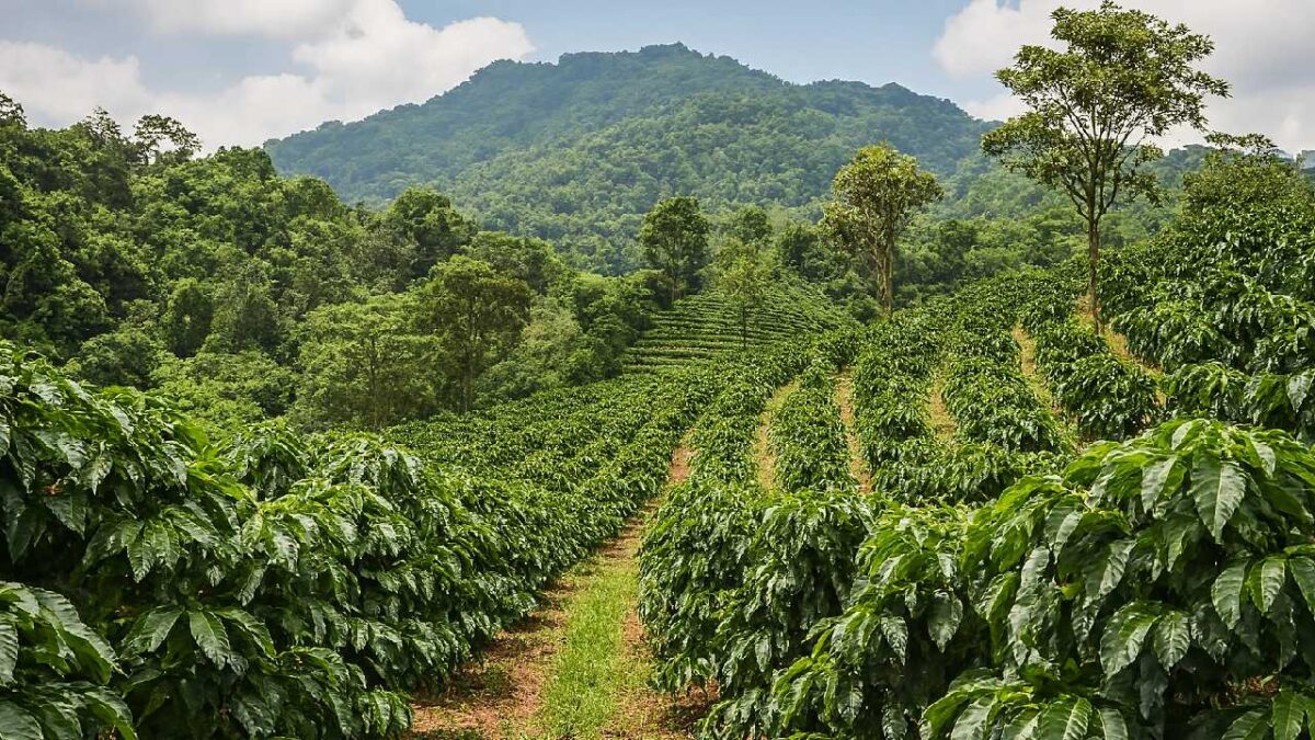 Acusan a multinacionales del café.