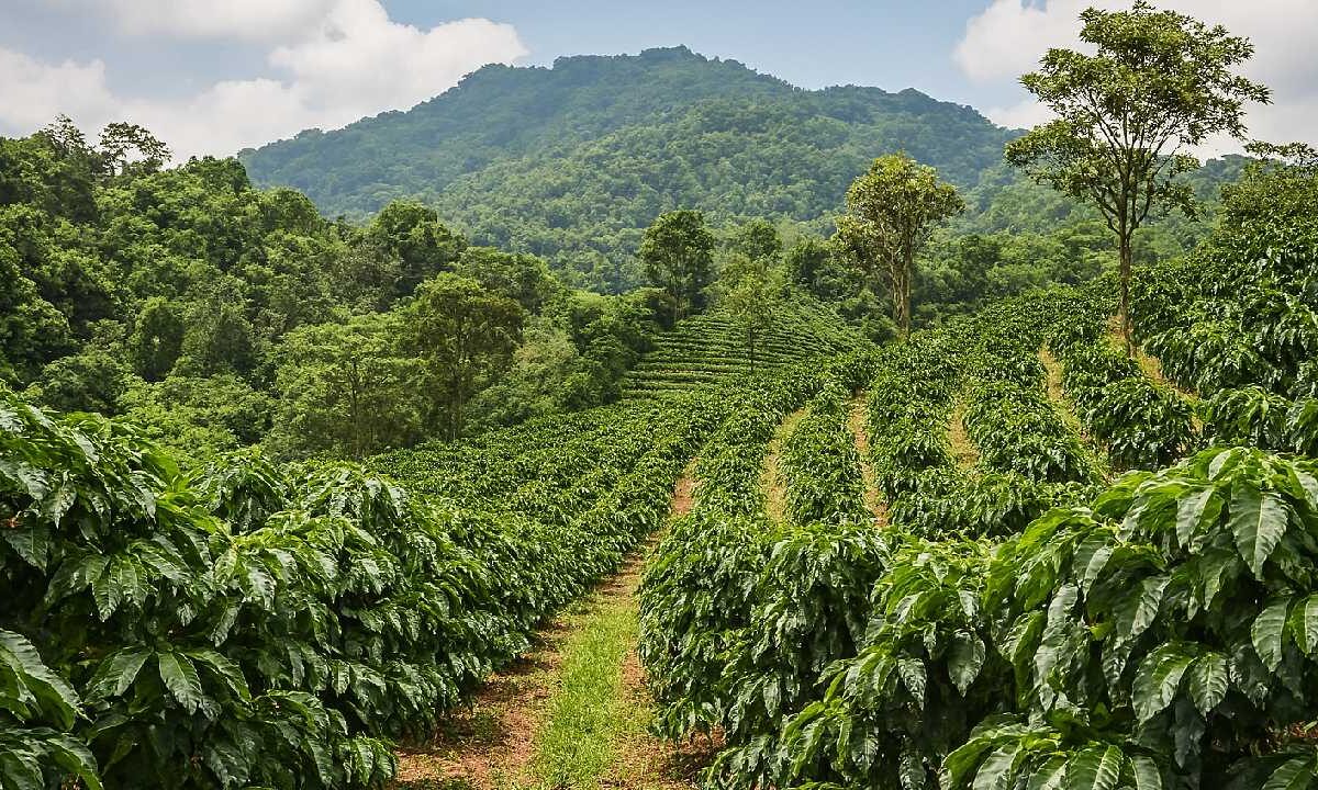 Acusan a multinacionales del café.