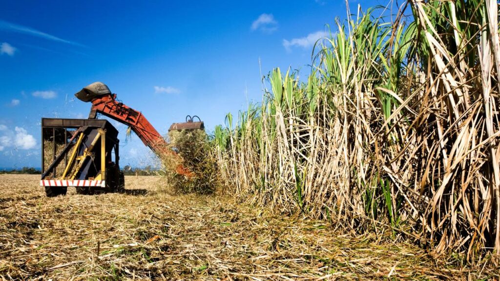 Cañeros de Quintana Roo.