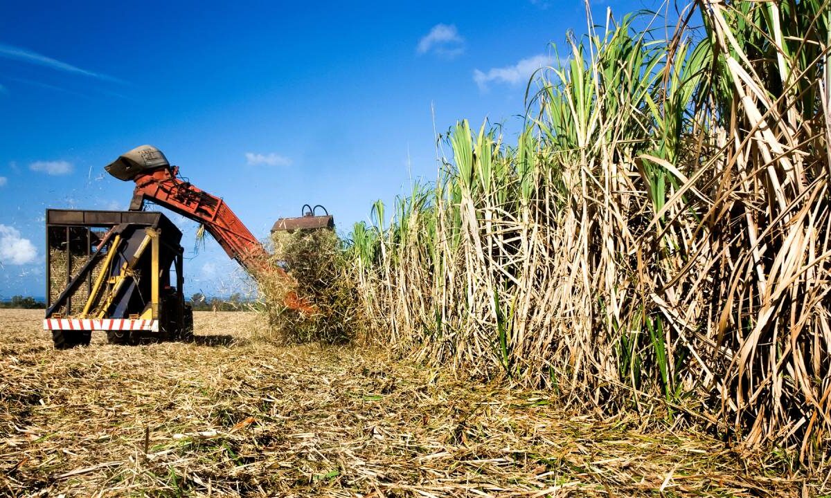 Cañeros de Quintana Roo.
