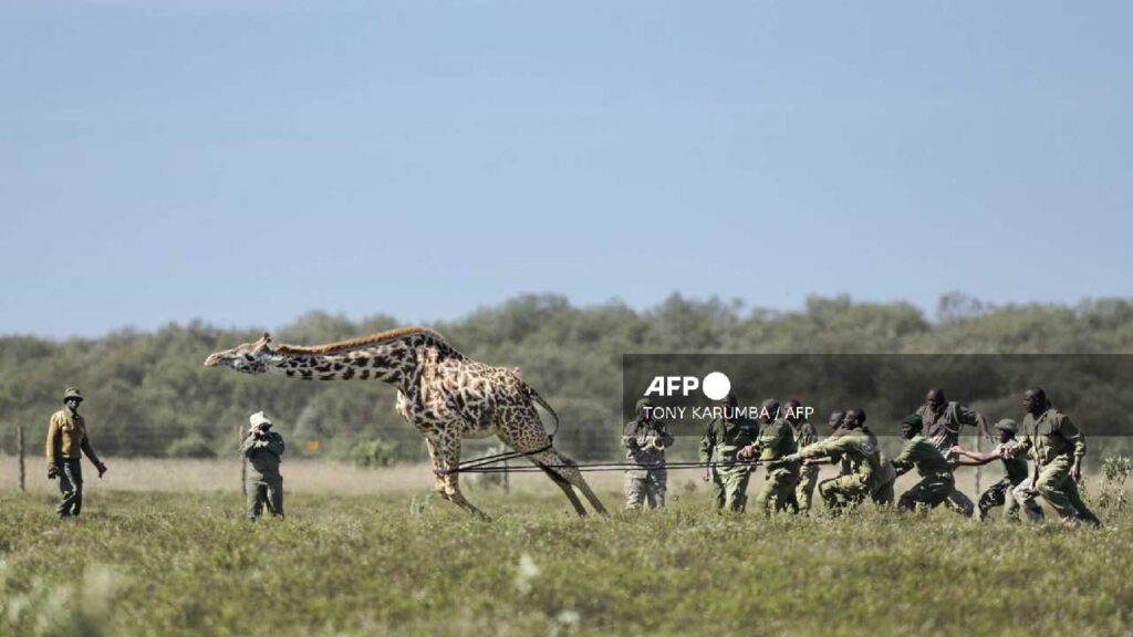 Jirafas en Kenia son reubicadas.
