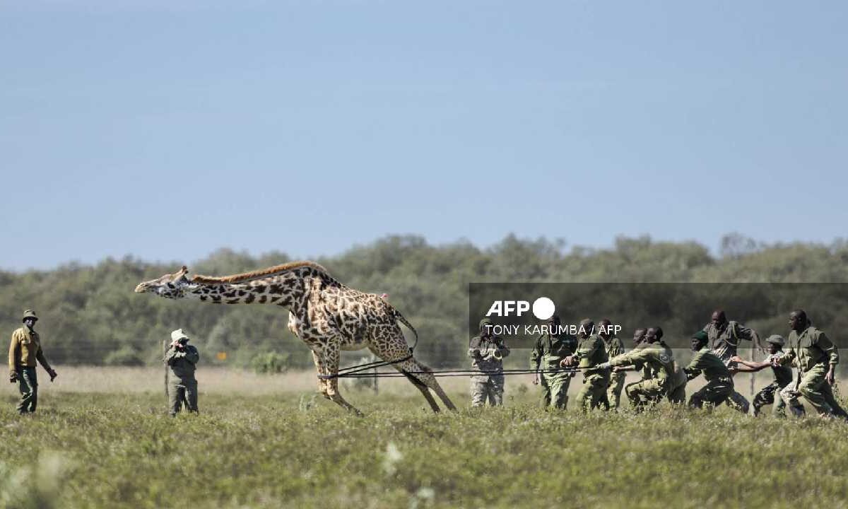 Jirafas en Kenia son reubicadas.