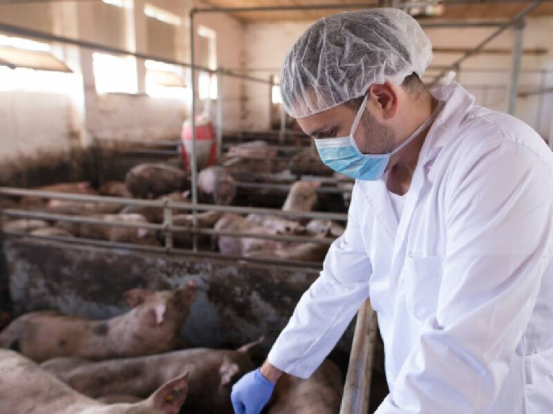 México suspende importación de carne de cerdo desde España por brote de peste porcina africana