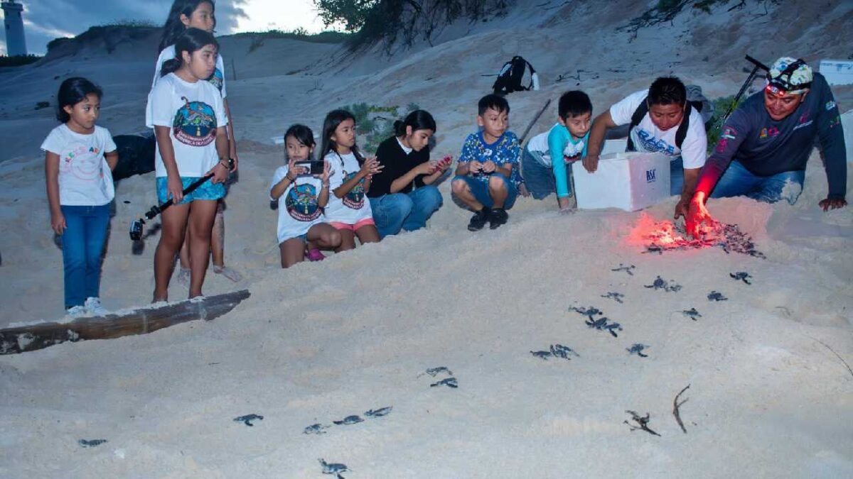 Protección a la tortuga marina.